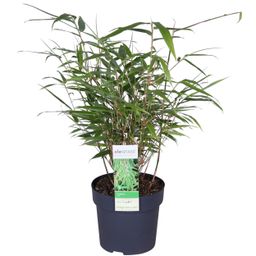 Hoogeveen Fargesia rufa - Niet woekerende bamboe - - Ø14 - ↨40cm (8718531417878)