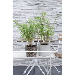 Hoogeveen Fargesia rufa - Niet woekerende bamboe - - Ø14 - ↨40cm (8718531417878)
