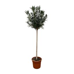 Nerium Oleander op stam met witte bloem - 170cm- Ø40 (8721055693048)