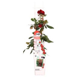 Hoogeveen Rosa Crazy in love 'Red' - Rode Roos (8719075297094)