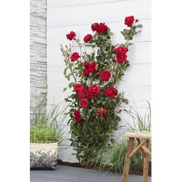Hoogeveen Rosa Crazy in love 'Red' - Rode Roos (8719075297094)