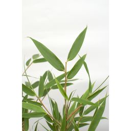 Hoogeveen Fargesia rufa - Niet woekerende bamboe - - Ø14 - ↨40cm (8718531417878)