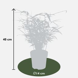 Hoogeveen Fargesia rufa - Niet woekerende bamboe - - Ø14 - ↨40cm (8718531417878)