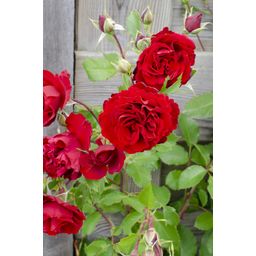 Hoogeveen Rosa Crazy in love 'Red' - Rode Roos (8719075297094)
