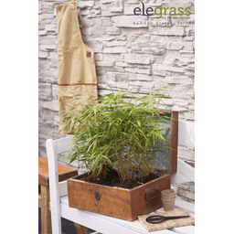 Hoogeveen Fargesia rufa - Niet woekerende bamboe - - Ø14 - ↨40cm (8718531417878)