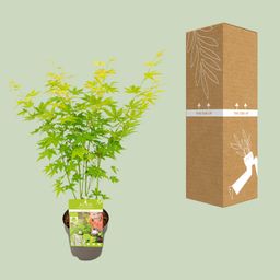 Son & koot Acer palmatum Going Green (8718182418255)