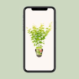 Son & koot Acer palmatum Going Green (8718182418255)