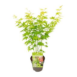 Son & koot Acer palmatum Going Green (8718182418255)