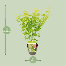 Son & koot Acer palmatum Going Green (8718182418255)