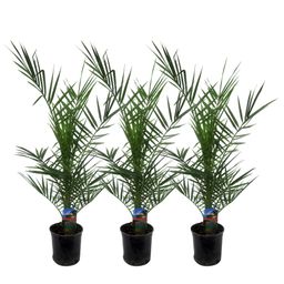 3x Phoenix Canariensis - 80 cm - Ø15 (32302)