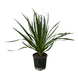 Dracaena Draco - 100 cm - Ø24cm (8721081686335)