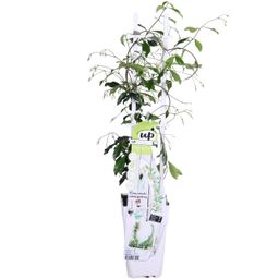 Hoogeveen Trachelospermum 'Star of Venice' - Toscaanse Jasmijn Wit (8719474812829)