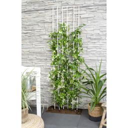 Hoogeveen Trachelospermum 'Star of Venice' - Toscaanse Jasmijn Wit (8719474812829)