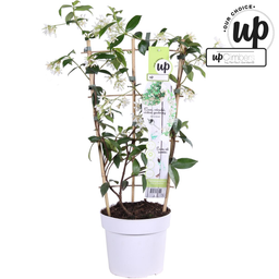 Hoogeveen Trachelospermum 'Star of Venice' - Toscaanse Jasmijn Wit (8719474812829)