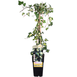 Hoogeveen Hedera helix 'Goldheart' (8712044838861)