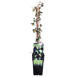 Hoogeveen Hedera helix 'Goldheart' (8712044838861)