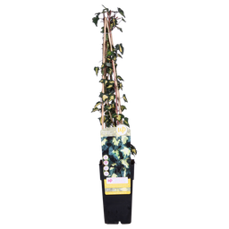 Hoogeveen Hedera helix 'Goldheart' (8712044838861)