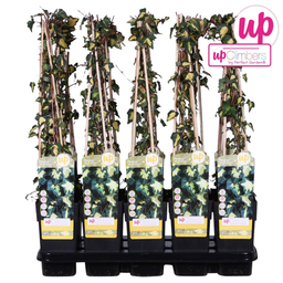 Hoogeveen Hedera helix 'Goldheart' (8712044838861)