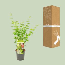 Son & koot Acer palmatum Going Green (8718182414226)