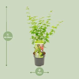 Son & koot Acer palmatum Going Green (8718182414226)