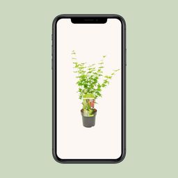 Son & koot Acer palmatum Going Green (8718182414226)