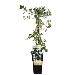 Hoogeveen Hedera colchica 'Dentata Variegata' (8712044922331)