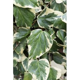 Hoogeveen Hedera colchica 'Dentata Variegata' (8712044922331)