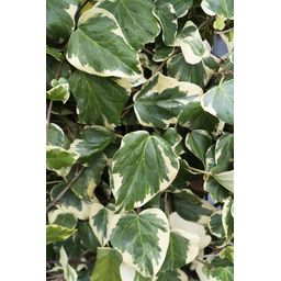 Hoogeveen Hedera colchica 'Dentata Variegata' (8712044922331)