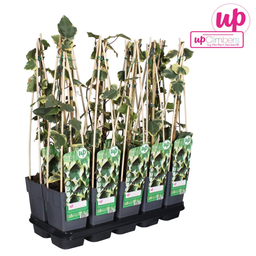 Hoogeveen Hedera colchica 'Dentata Variegata' (8712044922331)