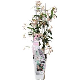 Hoogeveen Trachelospermum 'Star of Ibiza' - Toscaanse Jasmijn Roze (8719497265886)