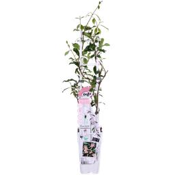 Hoogeveen Trachelospermum 'Star of Ibiza' - Toscaanse Jasmijn Roze (8719497265886)