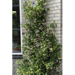 Hoogeveen Trachelospermum 'Star of Ibiza' - Toscaanse Jasmijn Roze (8719497265886)