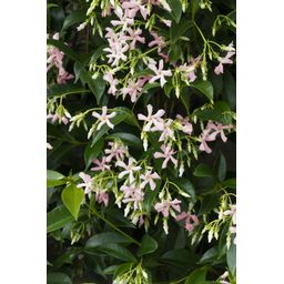 Hoogeveen Trachelospermum 'Star of Ibiza' - Toscaanse Jasmijn Roze (8719497265886)