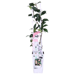 Hoogeveen Trachelospermum 'Star of Ibiza' - Toscaanse Jasmijn Roze (8719497265886)