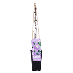 Hoogeveen Clematis Justa (8718104520219)