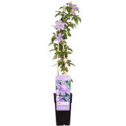 Hoogeveen Clematis Justa (8718104520219)