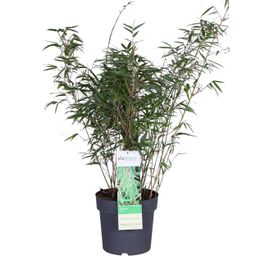 Hoogeveen Fargesia rufa - Niet woekerende bamboe - - Ø23 - ↨80cm (8718531418660)