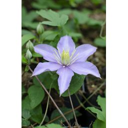 Hoogeveen Clematis Justa (8718104520219)