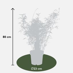 Hoogeveen Fargesia rufa - Niet woekerende bamboe - - Ø23 - ↨80cm (8718531418660)