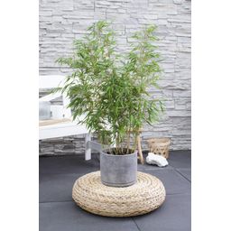 Hoogeveen Fargesia rufa - Niet woekerende bamboe - - Ø23 - ↨80cm (8718531418660)