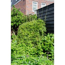 Hoogeveen Fargesia rufa - Niet woekerende bamboe - - Ø23 - ↨80cm (8718531418660)