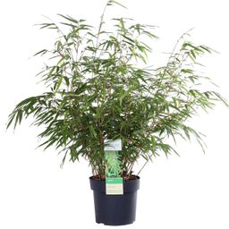 Hoogeveen Fargesia rufa - Niet woekerende bamboe - - Ø19 - ↨60cm (8718531418264)