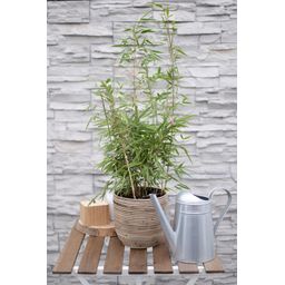 Hoogeveen Fargesia rufa - Niet woekerende bamboe - - Ø19 - ↨60cm (8718531418264)