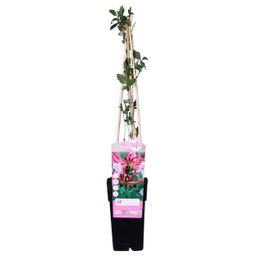 Hoogeveen Lonicera periclymenum 'Serotina' (8712044839035)