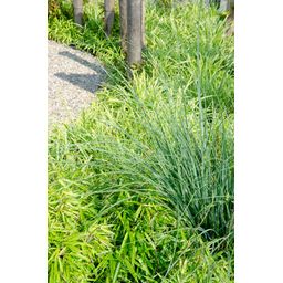 Hoogeveen Fargesia rufa - Niet woekerende bamboe - - Ø19 - ↨60cm (8718531418264)