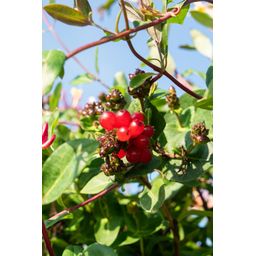 Hoogeveen Lonicera periclymenum 'Serotina' (8712044839035)