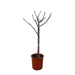 Ficus Carica op stam - 100 cm - Ø20 (8721055692027)
