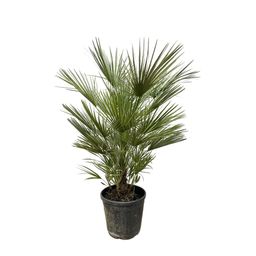 Chamaerops Humilis - 150cm- ø30 (8721055692003)
