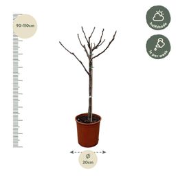 Ficus Carica op stam - 100 cm - Ø20 (8721055692027)
