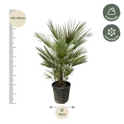 Chamaerops Humilis - 150cm- ø30 (8721055692003)